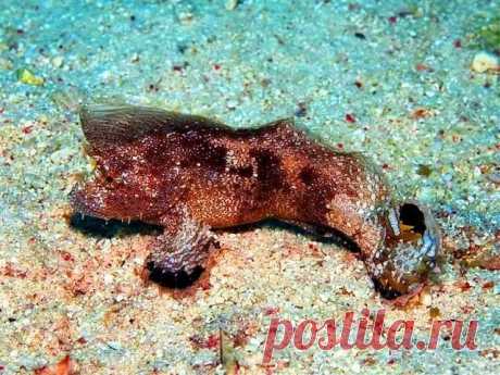 Ptarmus gallus - Crested velvetfish - Рыба-лист, Вельветовая рыба, петушиная птарма

 Длина тела до 10 см. Излюбленное место обитания - дно или мертвые кораллы на глубинах 10-30 м, эндемик Красного моря. Очень редкие рыбы, представленные 15 родами с 40 видами мелких представителей. Чешуи часто видоизменены в колючие выступы. Лучи в плавниках неветвистые, на маленькой голове тупые шипы.