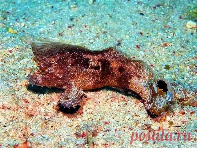 Ptarmus gallus - Crested velvetfish - Рыба-лист, Вельветовая рыба, петушиная птарма

 Длина тела до 10 см. Излюбленное место обитания - дно или мертвые кораллы на глубинах 10-30 м, эндемик Красного моря. Очень редкие рыбы, представленные 15 родами с 40 видами мелких представителей. Чешуи часто видоизменены в колючие выступы. Лучи в плавниках неветвистые, на маленькой голове тупые шипы.
