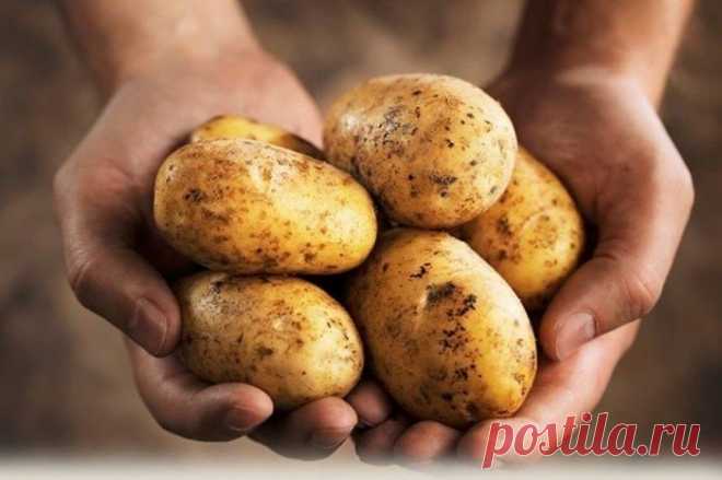 Полезные свойства картофеля.