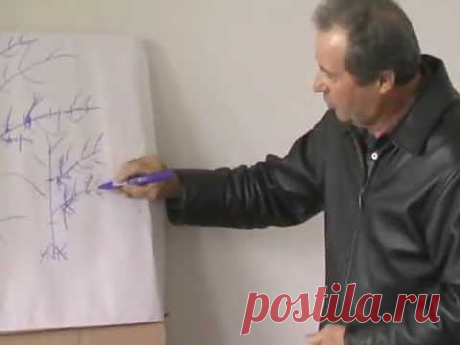 ▶ Как правильно обрезать персик - YouTube