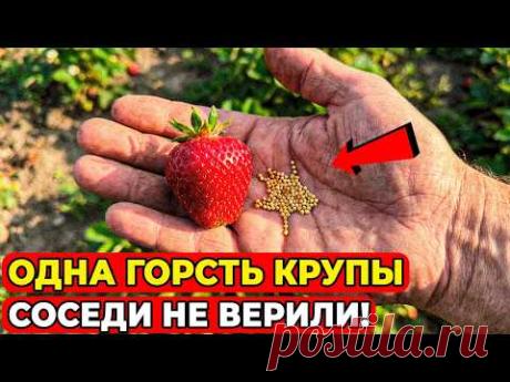 ОДНА горсть крупы при посадке — и клубника родит так, что не успеете собрать! Соседи думали, я шучу!