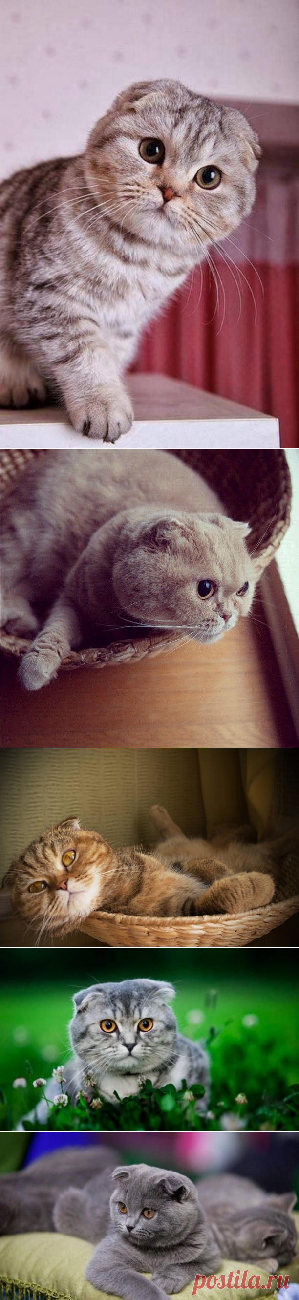 Шотландский вислоухий кот (фото): комок счастья