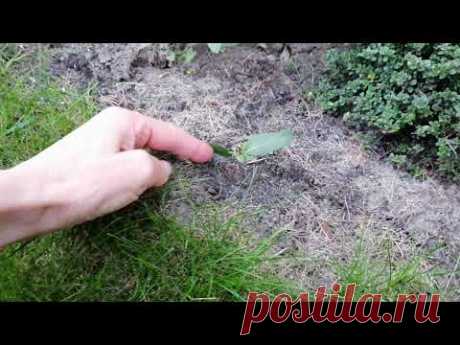 шалфей дубравный 🌿результаты черенкования