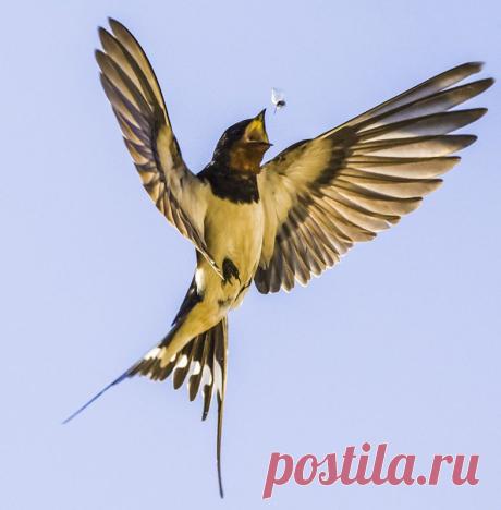 Юрич 51 — «Ласточка. Последний миг.» на Яндекс.Фотках