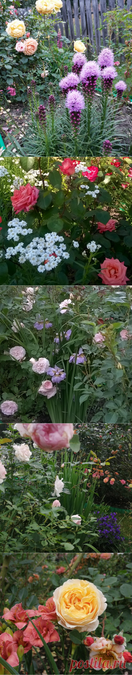Компаньоны для роз. Что еще я сажаю в розариях. | Записки розовода-любителя | Яндекс Дзен