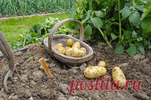 Как высаживать картофель по «способу Гюлиха» | Твой Ремонт и Твоя дача!