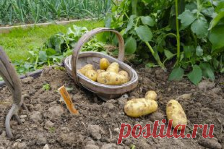 Как высаживать картофель по «способу Гюлиха»
