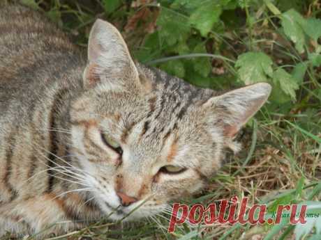Кошки каждый день: 06 августа 🐈 

Не мешайте отдыхать. Только лёг, а вы тут ходите. Мне всю ночь мышей гонять. Это труд, вы не находите?
В огороде есть кроты? Роют ямы, портят овощи. Значит, вам нужны коты. Никуда вам без их помощи.
И медведку, и змею, крысу и другого ворога я безжалостно забью. С вас возьму совсем недорого. 
Мы, охотники-коты, все в быту неприхотливые. С вас немножко доброты и еды. И мы – счастливые...