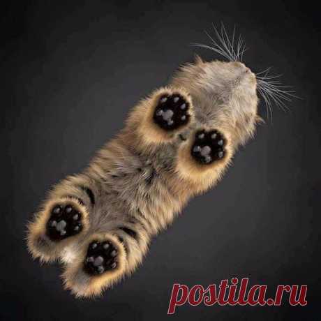 Канашими Хой