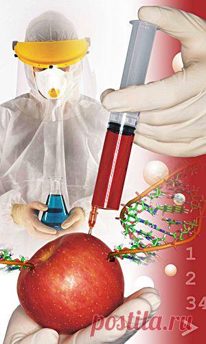 Что такое ГМО и как узнать какие продукты содержат ГМО? | Велемудр