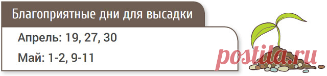 КОГДА САЖАТЬ ПОМИДОРЫ НА РАССАДУ ПО ЛУННОМУ КАЛЕНДАРЮ В 2017 ГОДУ ( ДЛЯ ТЕПЛИЦЫ) Итак, когда семена куплены и емкости подготовлены, остается только дождаться благоприятных для посева дней. Посев семян помидоров на рассаду Если планируете выращивать помидоры в теплице, семена высевайте с конца февраля до середины марта. Помните, что за сутки до посева их нужно замочить в теплой воде. Пикировка рассады томатов При оптимальных условиях (температуре 25-27°С и высокой влажности...