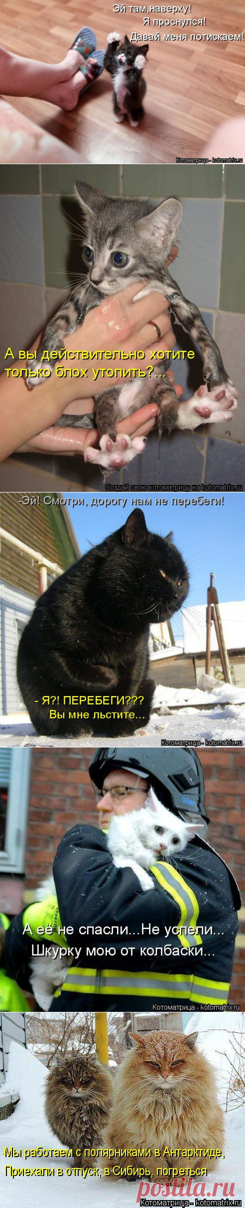 Котоматрица: Лучшие за май 2014