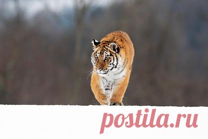 В российском регионе убили амурскую тигрицу. В Хабаровском крае природоохранные инспекторы обнаружили мертвую амурскую тигрицу. Животное нашли в районе имени Лазо 29 января. Тигрица лежала неподалеку от склада лесозаготовительного участка ООО «ВТК», тайник с ее тушей оказался присыпан снегом. На теле животного обнаружили несколько следов от выстрелов.