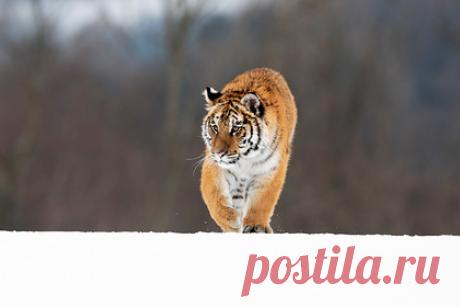 В российском регионе убили амурскую тигрицу. В Хабаровском крае природоохранные инспекторы обнаружили мертвую амурскую тигрицу. Животное нашли в районе имени Лазо 29 января. Тигрица лежала неподалеку от склада лесозаготовительного участка ООО «ВТК», тайник с ее тушей оказался присыпан снегом. На теле животного обнаружили несколько следов от выстрелов.