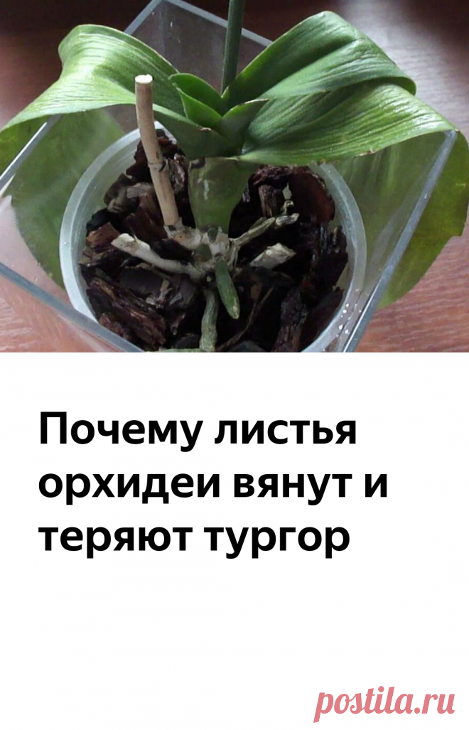 Почему листья орхидеи вянут и теряют тургор | Дачный труженик | Яндекс Дзен