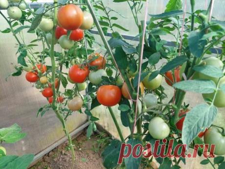 Как увеличить урожай томатов в августе: секрет обильного плодоношения до заморозков. Полив остается регулярным, но требует особой осторожности с температурой воды.