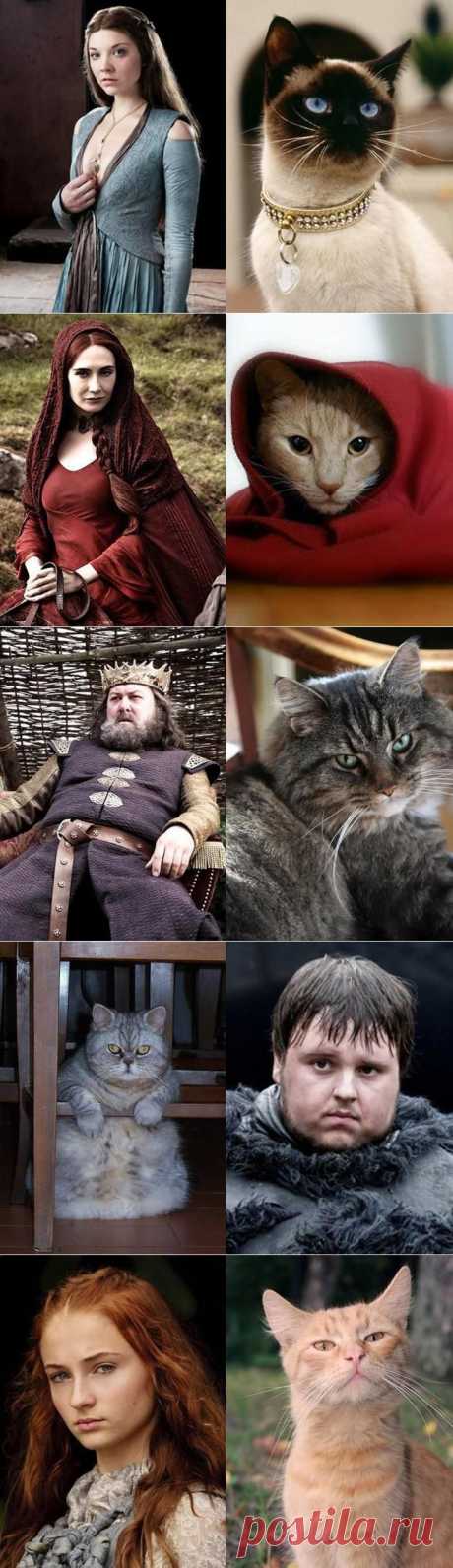 Коты в «Игре престолов»
