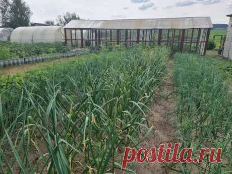 После чего нельзя сажать чеснок: одна ошибка, которая оставит вас без урожая на 3 года. Главная ошибка — сажать чеснок после лука.