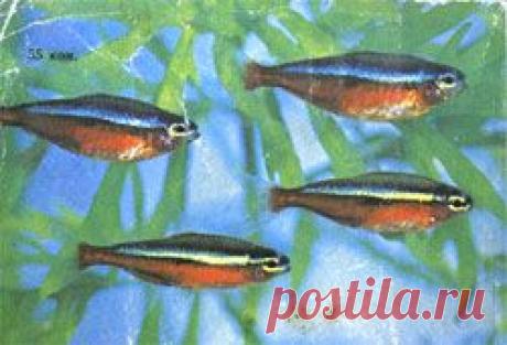 Ю. А. Корзюков. Болезни аквариумных рыб - Книги - Скачать - Познавательный Интернет-журнал &quot;Умеха - мир самоделок&quot;