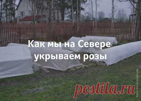 КАК МЫ НА СЕВЕРЕ УКРЫВАЕМ РОЗЫ  


 
 



Чтобы не один год любоваться красотой цветущей розы, надо соблюдать всего два правила: правильно посадить розу и последовательно подготовить ее к зиме. Цветут розы долго, несмотря даже на п…