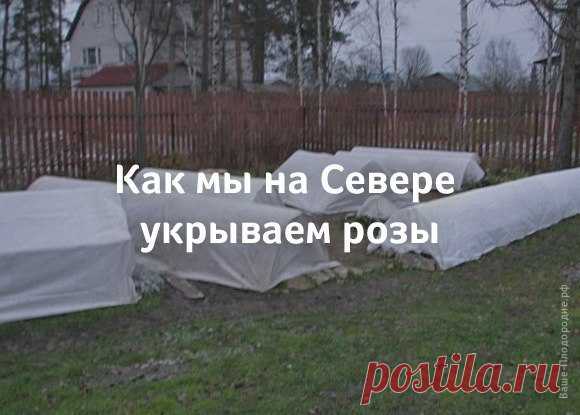 КАК МЫ НА СЕВЕРЕ УКРЫВАЕМ РОЗЫ  


 
 



Чтобы не один год любоваться красотой цветущей розы, надо соблюдать всего два правила: правильно посадить розу и последовательно подготовить ее к зиме. Цветут розы долго, несмотря даже на п…