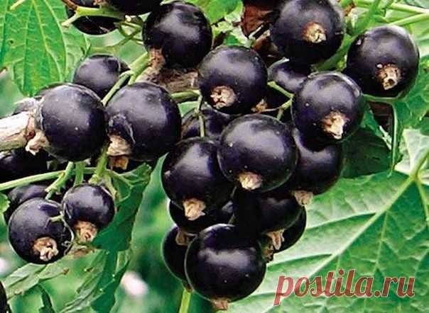 Как сделать смородинку крупной да вкусной | Моё хобби