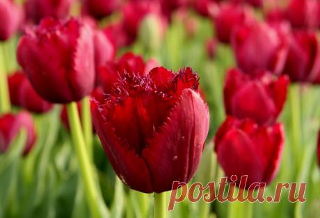 тюльпаны