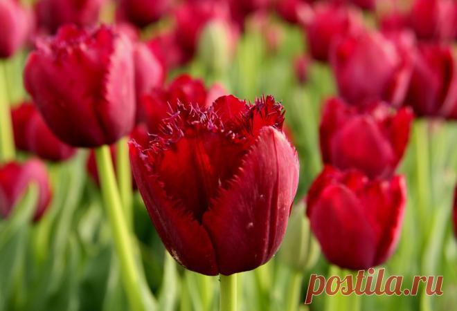 тюльпаны
