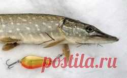 Минута славы новенькой блесны и снежная щучка Последние дни второго месяца осени отметились рекордно низким давлением 718 мм рт. ст. и пасмурным небом, иногда проливающим свои редкие слёзы на уже выпавший снег! Но сегодня плюсовая температура...