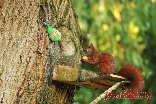 Squirrel Tree Pasture - Free photo on Pixabay