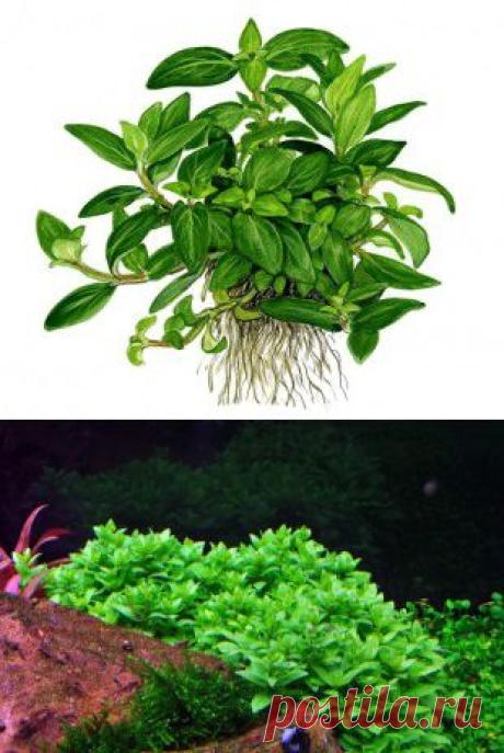 Staurogyne repens | Оформление аквариума
