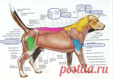 Волшебные точки на теле собаки | #Dog Time | Яндекс Дзен