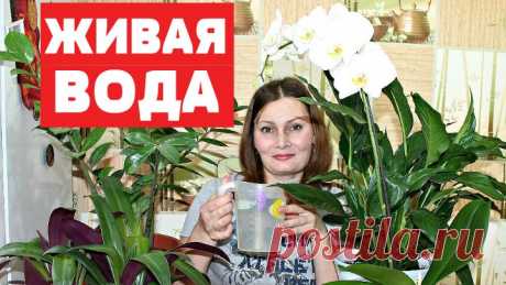 БЕСПЛАТНАЯ ПОДКОРМКА для БЕШЕНОГО РОСТА комнатных растений !
