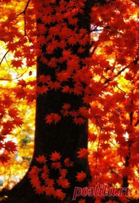 “Orange autumn” by H beautiful amazing - Beautiful Pictures Amazing