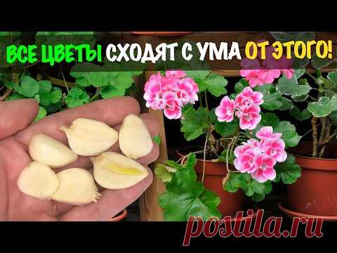 Бабушкин 