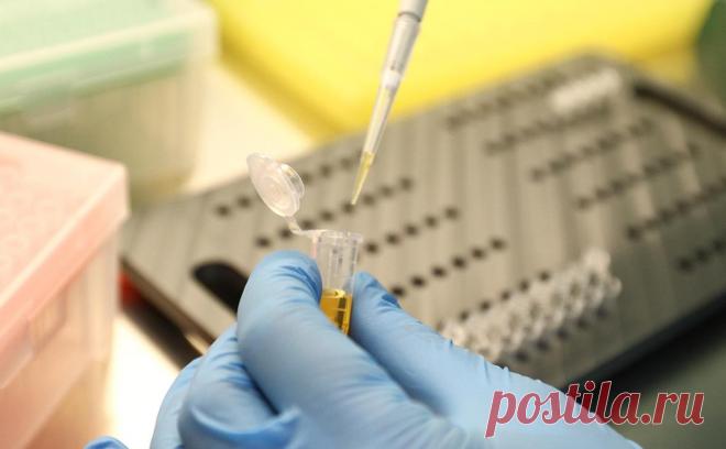 Вирусологи оценили опасность нового штамма COVID «цербер». Все штаммы типа «омикрон», к которым относятся и два новых варианта коронавируса, обладают высокой заразностью и довольно низкой летальностью.