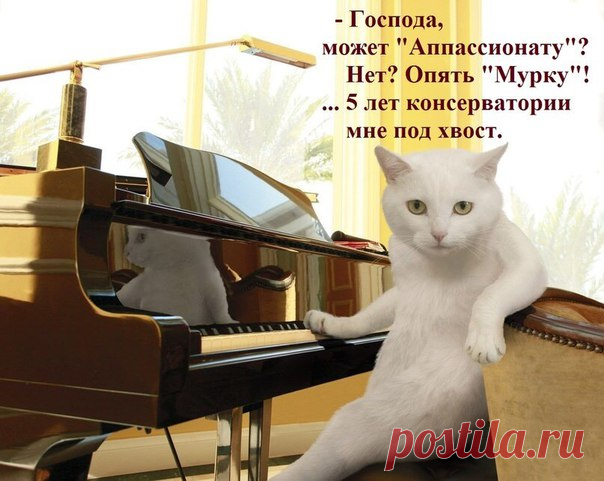 Подборка коротких приколов для поднятия настроения!