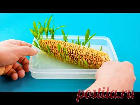 Como cultivar legumes e plantas em interiores 🌱 Não precisa de jardim