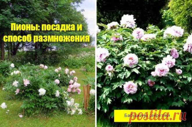 Пионы: посадка и способ размножения — Бабушкины секреты