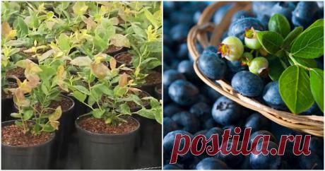 Экономьте деньги на чернике: выращиваем её на даче, самостоятельно ...