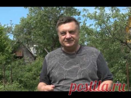 Жимолость и как сделать хороший зелёный забор. Ваши 6 соток. Выпуск 2