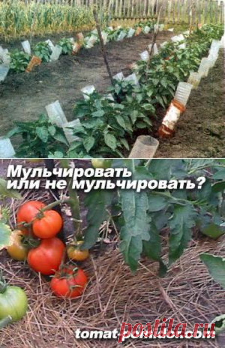 О&quot;ЛЕЖАЧИХ&quot; ПОМИДОРАХ, МУЛЬЧЕ И ПОЛИВЕ | Самоцветик
