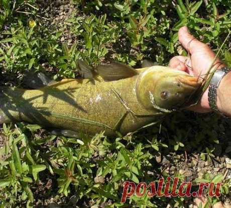 Линь на пиявку с поверхности воды