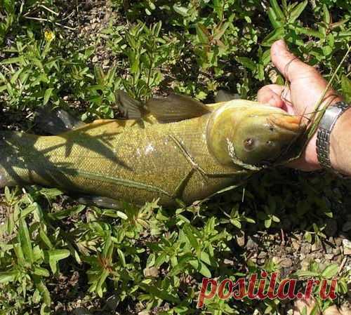 Линь на пиявку с поверхности воды