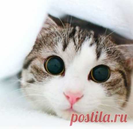 Вредные привычки кошек 2
