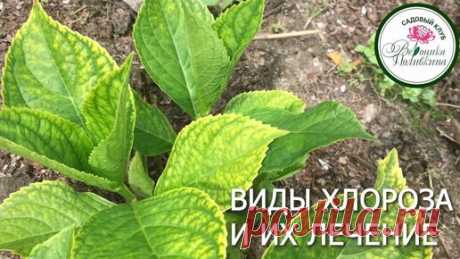 Вероника Поливкина | ВИДЫ ХЛОРОЗА И КАК С НИМ БОРОТЬСЯ