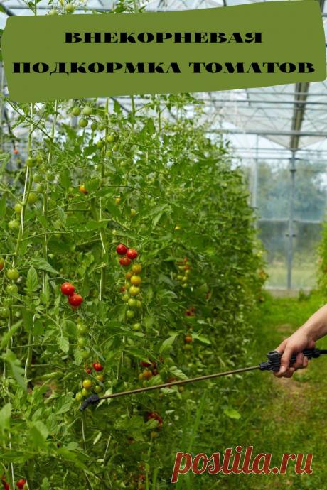 внекорневая подкормка томатов