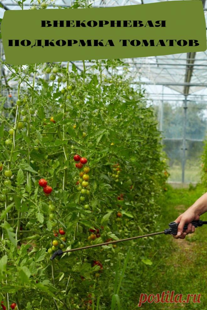 внекорневая подкормка томатов