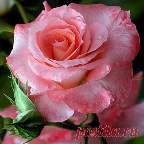 (99) Одноклассники