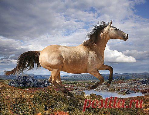 (44) Одноклассники